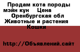 Продам кота породы мэйн кун. › Цена ­ 10 000 - Оренбургская обл. Животные и растения » Кошки   